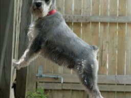 giant_wauzer_20220109_1648161263